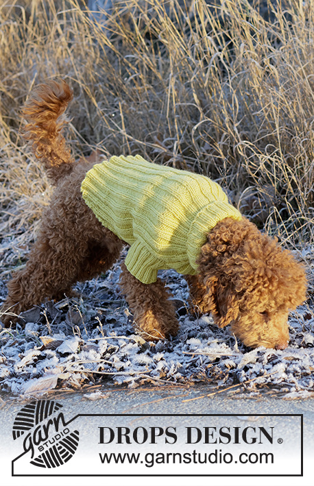 Mr. Sunshine / DROPS 228-55 - Capa para cão em tricô, com canelado em DROPS Alaska. Do XS ao M.